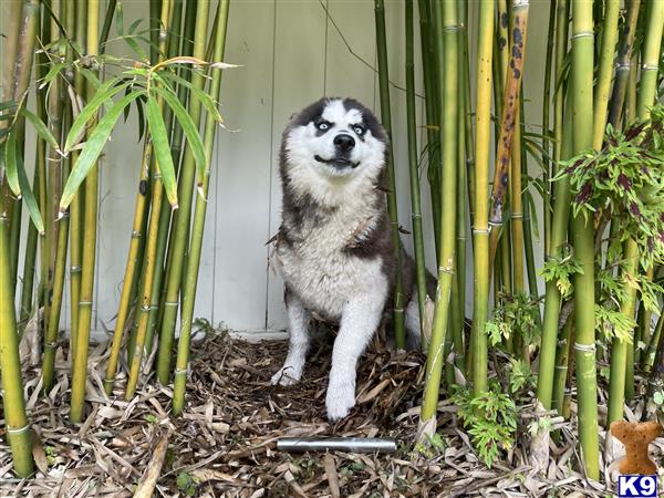 Siberian Husky dog